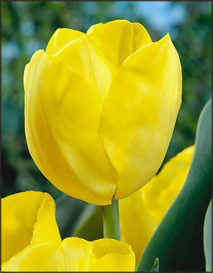 Gele tulpen