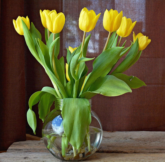 Gele tulpen