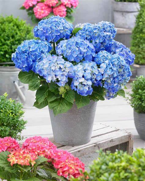 Hortensia blauw