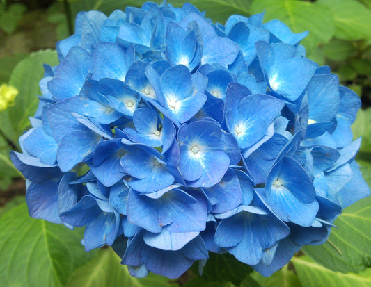 Hortensia blauw