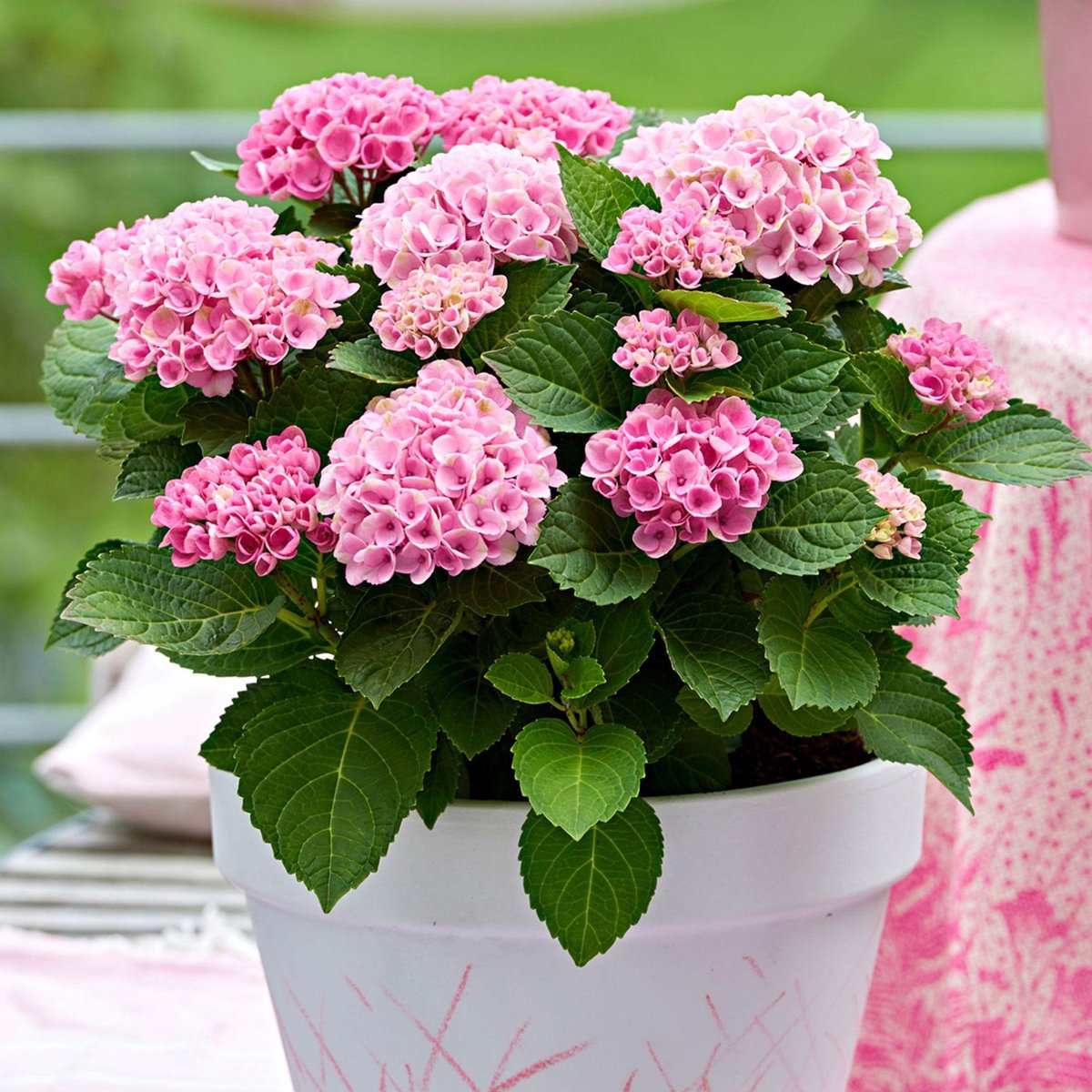 Hortensia roze