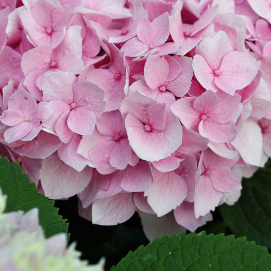 Hortensia roze