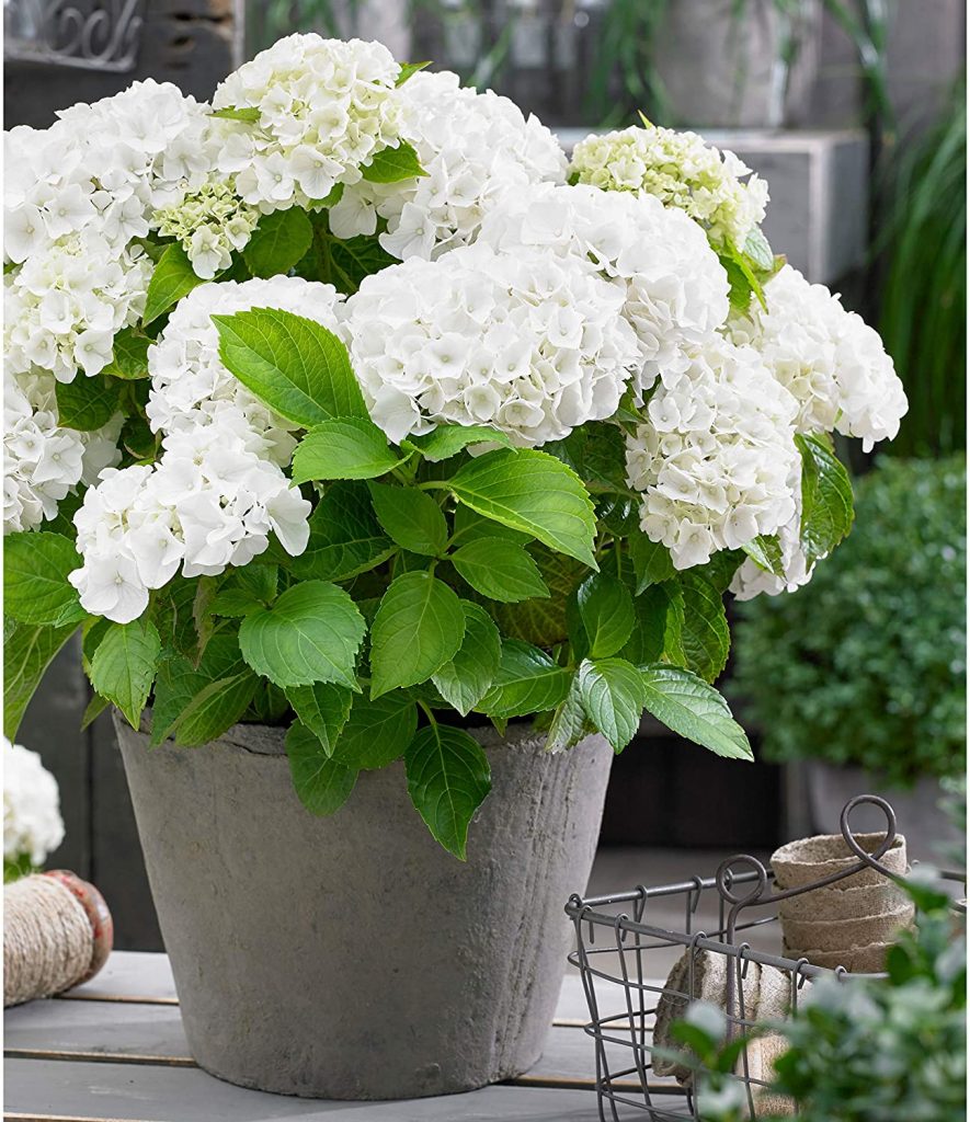 Hortensia wit