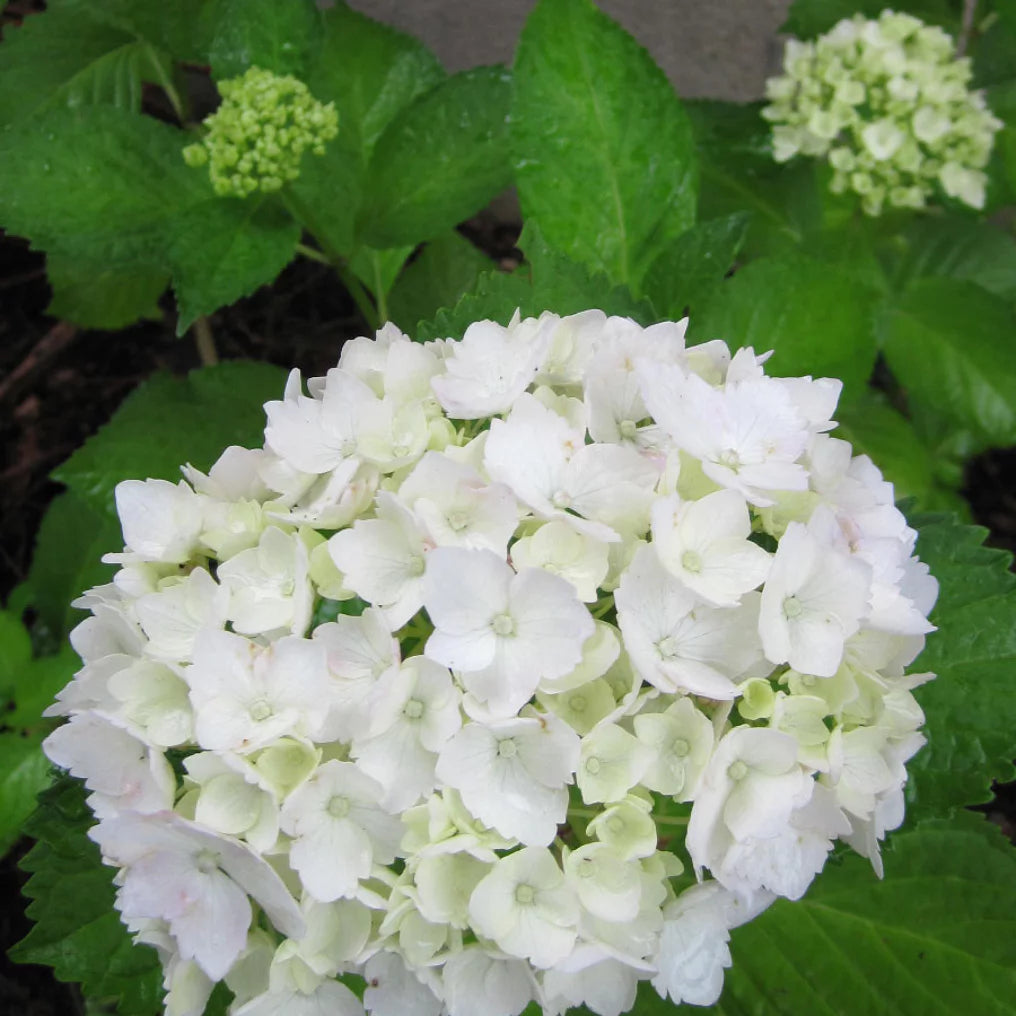 Hortensia wit