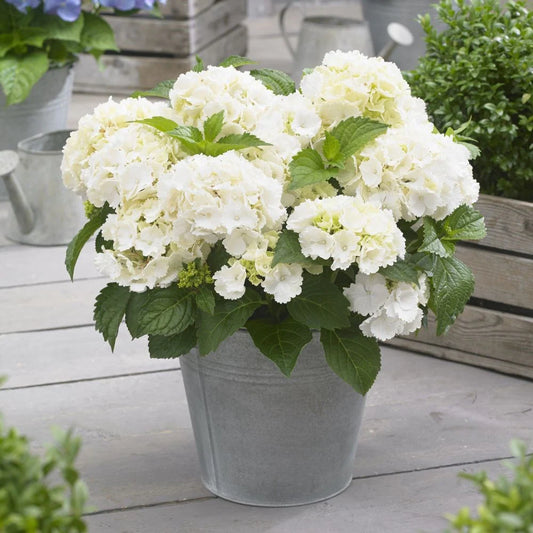 Hortensia wit