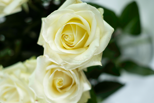 Witte rozen