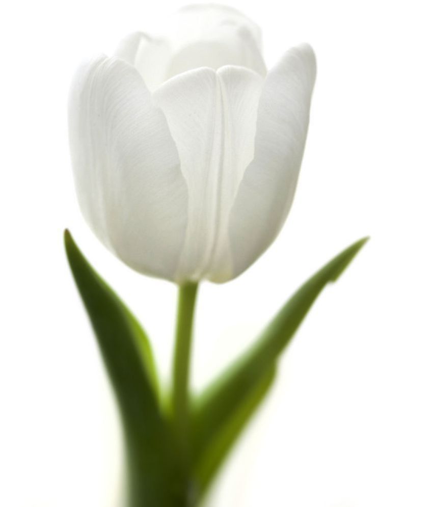 Witte tulpen